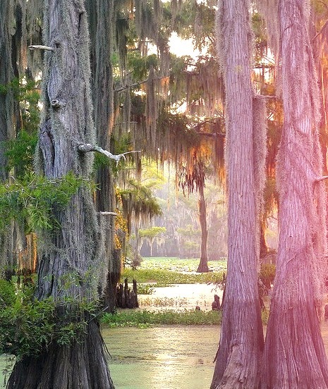 The largest cypress forest in the world at Caddo Lake, Texas/Louisiana, USA