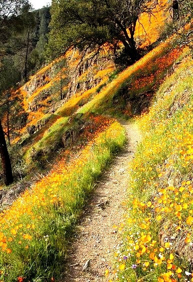 Wildflowers along Hite Cove Trail in Yosemite, California, USA