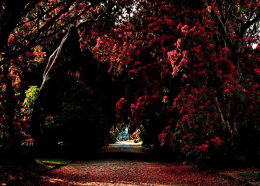 Rhododendron trail at Kilmacurragh Arboretum, Co. Wicklow, Ireland