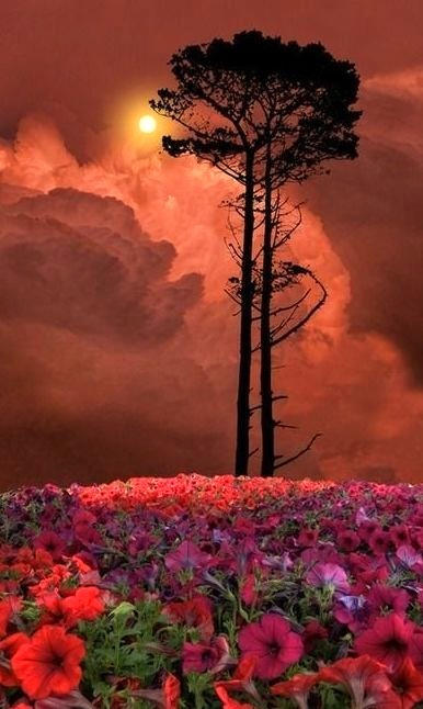 Flowered Sunset, Skagit, Washington