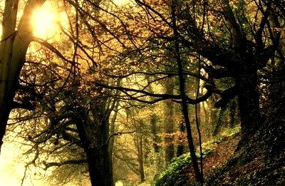 Forest Path, Dublin, Ireland
