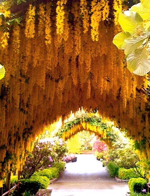 The Laburnum arch, Whidbey Island, Washington, USA
