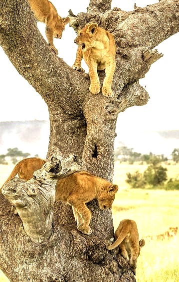 Lion cubs in Serengeti National Park, Tanzania